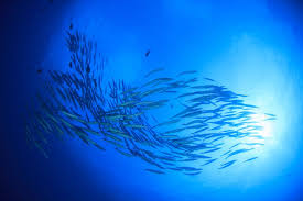 Para ahli mendefinisikan istilah manajemen secara berbeda dari sudut pandang keilmuan yang berbeda. Mengenal Jenis Ikan Pelagis Dan Demersal Halaman All Kompas Com
