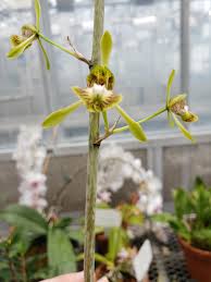 Image result for Oeceoclades