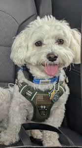 Boston Terrier dogs playing in the snow