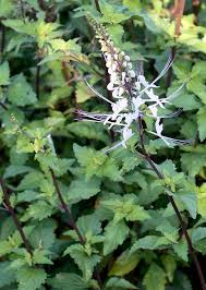 Image result for Orthosiphon