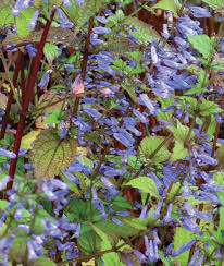 Image result for Plectranthus alboviolaceus