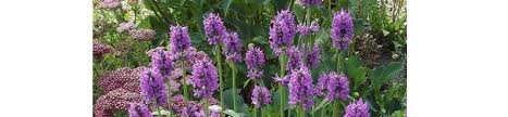 Image result for Stachys