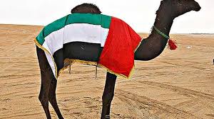 Ordabasy shymkent is a great_____.5. Idiot S Guide To Camel Beauty The National