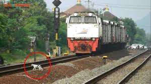 Bawa kucing naik kereta api. Perhatikan Kucingnya Youtube