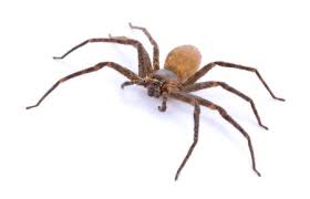 Maybe you would like to learn more about one of these? Can The Brown Recluse Spider Survive A Tn Winter The Bug Man