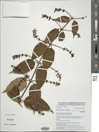 Image result for Achyrospermum ciliatum