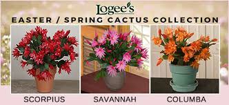 Christmas cactus, thanksgiving cactus, easter cactus. Easter Cactus How To Grow And Care For Easter Cactus