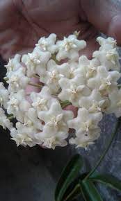 Pin On Hoya Plants