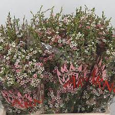 A daring colour combination brought to life by our team of florists, each flower in this design is balanced perfectly to form a cohesive whole: Waxflower My Sweet 16 60cm Chamelaucium Wholesale Dutch Flowers Florist Supplies Uk
