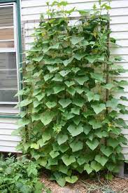High Season Cucumber Trellis Vertical Vegetable Gardens Climbing Trellis