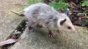 That situation means that its mother is, sadly, dead. Adorable Baby Possum Pays A Visit In New Orleans Youtube