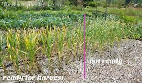If so, it is a great time to prepare the bed and amend the soil. How And When To Harvest Garlic