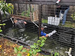 Maybe you would like to learn more about one of these? Backyard Turtle Haul Follows Dpi Investigation