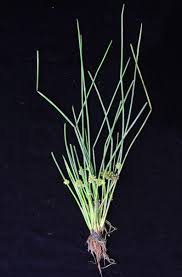 Image result for Schoenoplectiella senegalensis