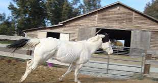 Paint Stock 30 By Honey Hill On Deviantart Horse Painting Horses American Paint Horse