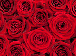You can find a flower shop close to your area very easily, just search for flower shops near me! Rose Bouquet Pricing Variation
