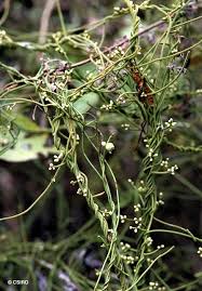 Image result for Cassytha filiformis