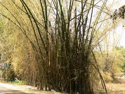 Image result for Oreobambos