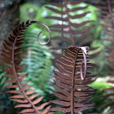 Rost Gartenstab Farn Gebogen 1500 Mm Gartenstecker Blumen Gartenstecker Gartenstab Aus Rost Rost Dekoartikel Gartenelemente Rost Corten Stahl Gartenartikel Drahtwaren Driller Gmbh
