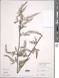 Image result for Asplenium loxoscaphoides