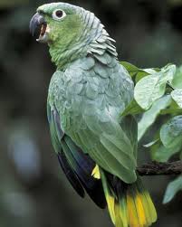 Pin On Polly Want A Cracker