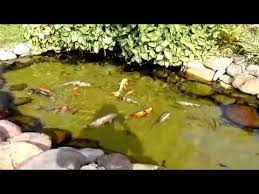 Lago De Carpas Peixes Ornamentais Youtube