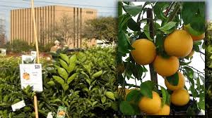 Typically, our trees will bear a few pieces of fruit within two years after you receive it. Largest Fruit Tree Sale In The Country Is Coming To Houston Khou Com