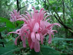 Image result for Justicia carnea