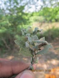 Image result for Sphaeranthus gazaensis