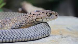 Duitse vakantieganger overlijdt na beet tijdens slangenshow in Egypte