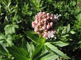Image result for Valeriana capensis