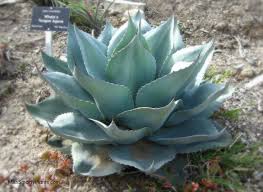 Image result for Agavaceae