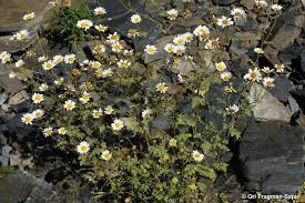 Image result for Tanacetum parthenium