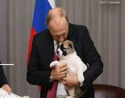 Chetyre sobaki (four dogs) by jetblackgoldfish. Vladimir Putin Pet Az