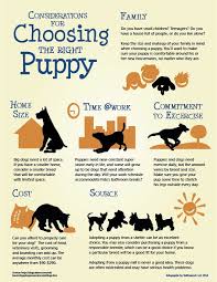 Choosing The Right Puppy Puppy Infographic Puppies Dog Care