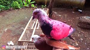 Paruh burung dara yang bagus berbentuk runcing pada ujungnya. Engga Sengaja Beli Burung Merpati Baru Youtube