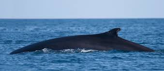 Image result for whale
