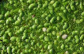 Image result for Wolffia arrhiza