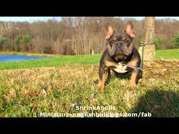 1:07 dog karma 11 510. French Bulldog Blue Tan Blue Tri Once In A Blue Moon Youtube