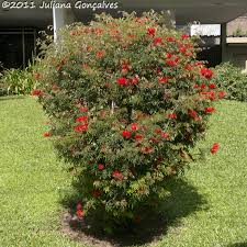 Image result for Calliandra tweedii