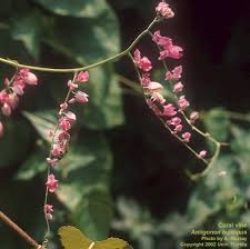 Image result for Lotononis serpentinicola