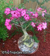 Image result for Adenium swazicum