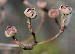 Many have fine autumn colour. Cornus Eddies White Wonder Landscape Plants Oregon State University