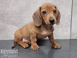 Miniature Dachshund Dog Male Red 3133115 Petland Frisco Tx