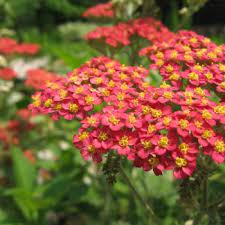 Check spelling or type a new query. Flowers That Symbolize Protection A To Z Flowers