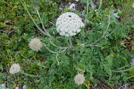 Image result for Daucus carota