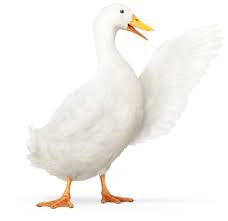 Aflac Duck Aflac Aflac Duck Sales Jobs