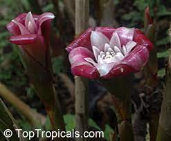 Pin On Kwiaty Flowers