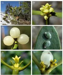 Image result for Viscum cylindricum