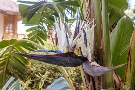 White bird of paradise flower. Flowers Of Strelitzia Nicolai Commonly Known As The Giant White Stock Photo Picture And Royalty Free Image Image 128811487